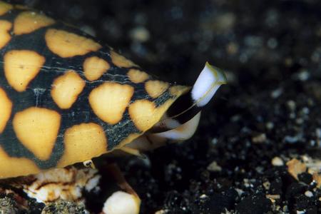 Die Marmor-Kegelschnecke gehört zu den giftigsten Meeresieren