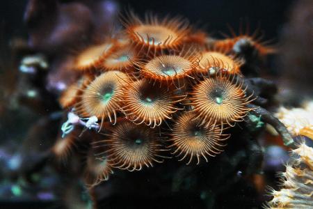 Palythoa Krustenanemonen sind hochgiftig