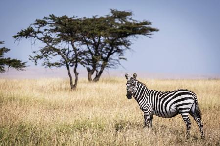 Welches Visum benötige ich, um nach Kenia einreisen zu können?