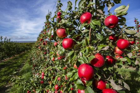 Honeycrisp apples in an orchard; Annapolis Valley, Nova Scot...