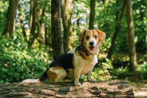 Hunde: Kuriose Gerichtsurteile rund um den besten Freund des Menschen