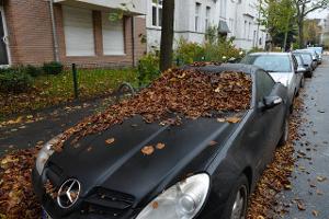 Unterm Baum geparkt: Wer muss für Schäden haften?