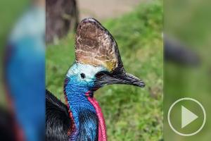 Gefährlichster Vogel der Welt tötet Besitzer 