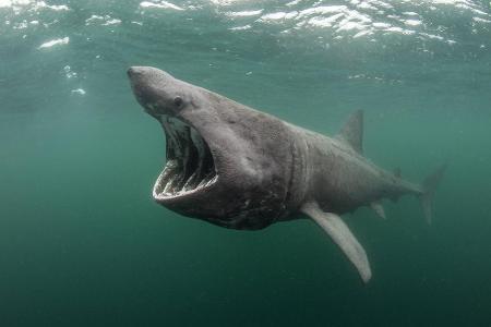 CETORHINUS MAXIMUS Basking shark (Cetorhinus maximus) feedin...