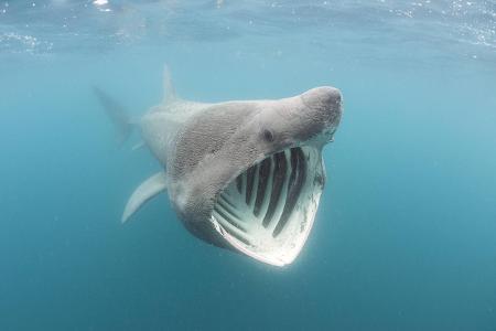 Basking shark (Cetorhinus maximus) feeding by straining plan...