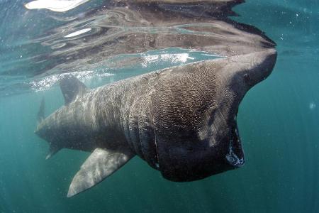 Basking shark (Cetorhinus maximus) feeding just below the su...