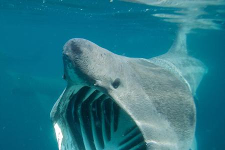 Basking shark feeding off the Cornish coastline. Cornwall, U...
