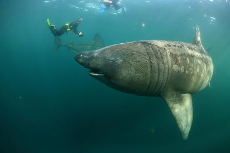 Two Basking sharks (Cetorhinus maximus) with two photographe...