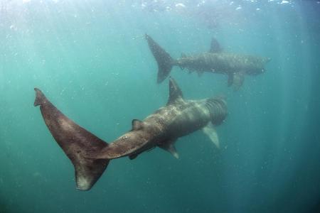 Two Basking sharks (Cetorhinus maximus) Mull, Scotland, June...