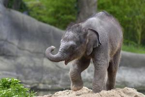 Gefährlicher Virus: Elefantensterben in Hamburger Tierpark 