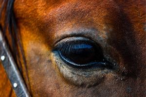 Lebensgefährlich verletzt: Frau von Pferd gebissen 