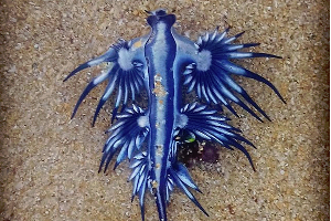Seltsame Kreaturen an Strand aufgetaucht 