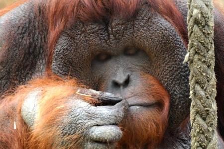 u.B.z. Fotos aus den letzten Tagen von seltenen Orang Utan ... (3)