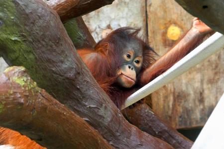 u.B.z. Fotos aus den letzten Tagen von seltenen Orang Utan ...