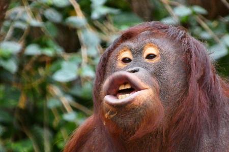 u.B.z. Fotos aus den letzten Tagen von seltenen Orang Utan ... (1)