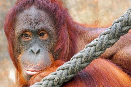 u.B.z. Fotos aus den letzten Tagen von seltenen Orang Utan ... (2)