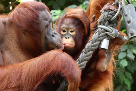 u.B.z. Fotos aus den letzten Tagen von seltenen Orang Utan ... (4)