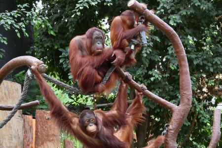 u.B.z. Fotos aus den letzten Tagen von seltenen Orang Utan A...