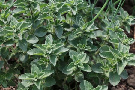 oregano.jpg oregano.jpg