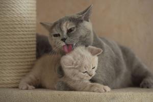 Die süßesten Baby-Katzen-Fotos!