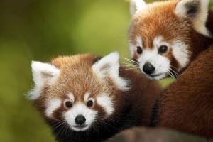 Treue ist wichtig: Diese Tiere leben Monogamie vor!