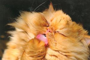 Fett: Der Katzen-Kalender 2013!