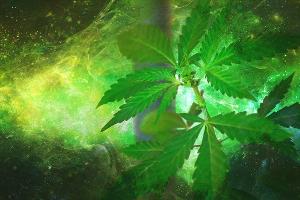 Heilende Wirkung von CBD