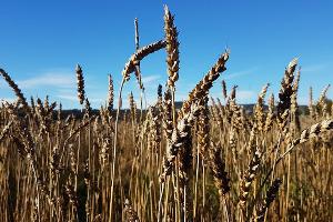 Backen ohne Gluten