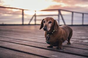 Hundeversicherung: Welche Versicherungen gibt es?