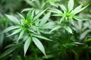 Die Heilpflanze Cannabis