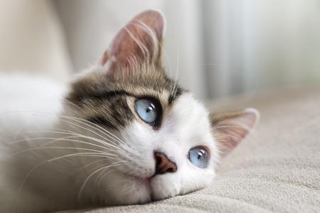 Babykatze mit blauen Augen