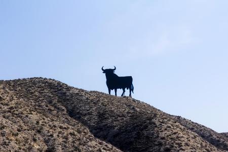 stier.jpg