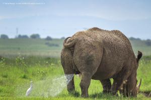 Saulustige Tierfotos: Die Finalisten der Comedy Wildlife Photography Awards