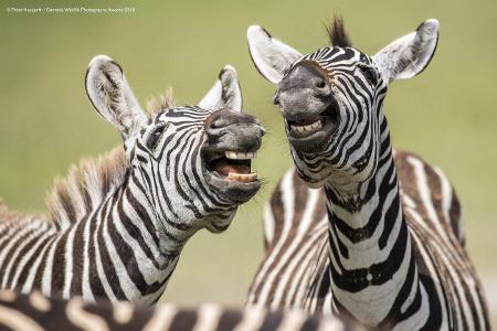 Peter-Haygarth_Laughing-Zebra_00003642.jpg