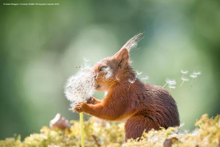 Geert-Weggen_squirrel-wishes_00003677.jpg