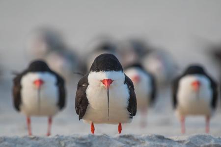 Ke-Qiang-Ruan_The-Black-Skimmer-Gang_00001810.jpg