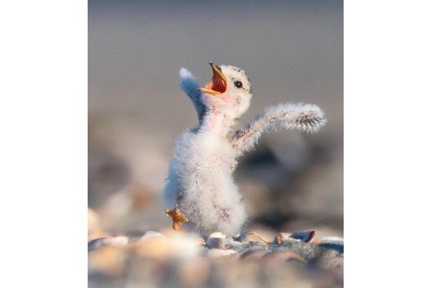 SarahEDevlin_Least Tern Chick.jpg