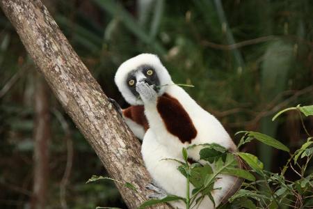 Jakob-Strecker_Astonished-Lemur_00000281.jpg