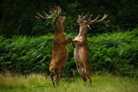 Bartek-Olszewski_Dancing-Deer_00000375.jpg