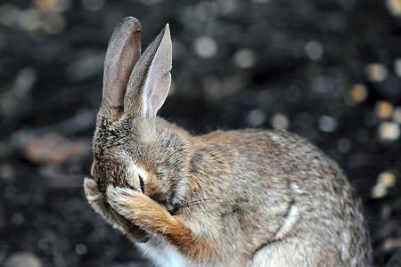 Daniel-Friend_Rabbit-hiding-face-in-embrassment_00000049.jpg