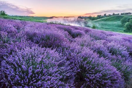 Wenn sich Lavendelfeld an Lavendelfeld reiht, sind wir in der Provence angekommen - normalerweise. Denn wegen der Pandemie g...