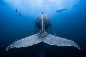 Mit Tiefgang: Die faszinierendsten Unterwasser-Fotos des Welt