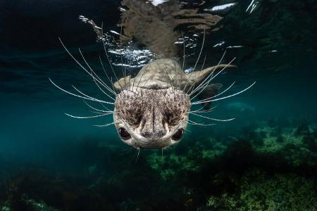 Cold Water_Greg_Lecoeur_Grey Seal face.jpg
