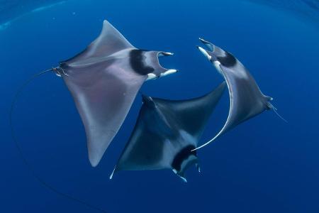 Marine Life Behavior_Duncan_Murrell_Courting devil ray ballet.jpg