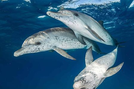 Mirrorless Wide-Angle_Eugene_Kitsios_Atlantic spotted dolphins_0.jpg