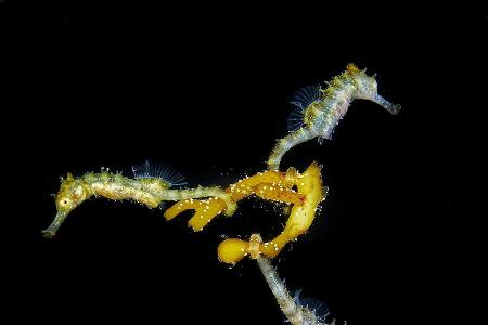 Mirrorless Macro_Steven_Walsh_Three Baby Seahorses.jpg