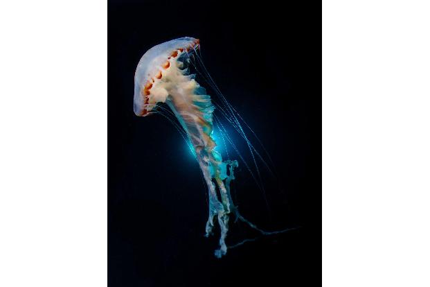 Compact Wide-Angle_Melody _Chuang _dancing jellyfish.jpg