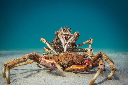 Compact Behavior_PT_Hirschfield_Cannibal Crab.jpg