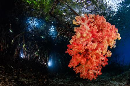 Reefscapes_Yen-Yi_Lee_Mangrove.jpg