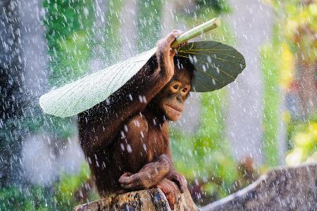 HM_2099_WILDLIFE.jpg